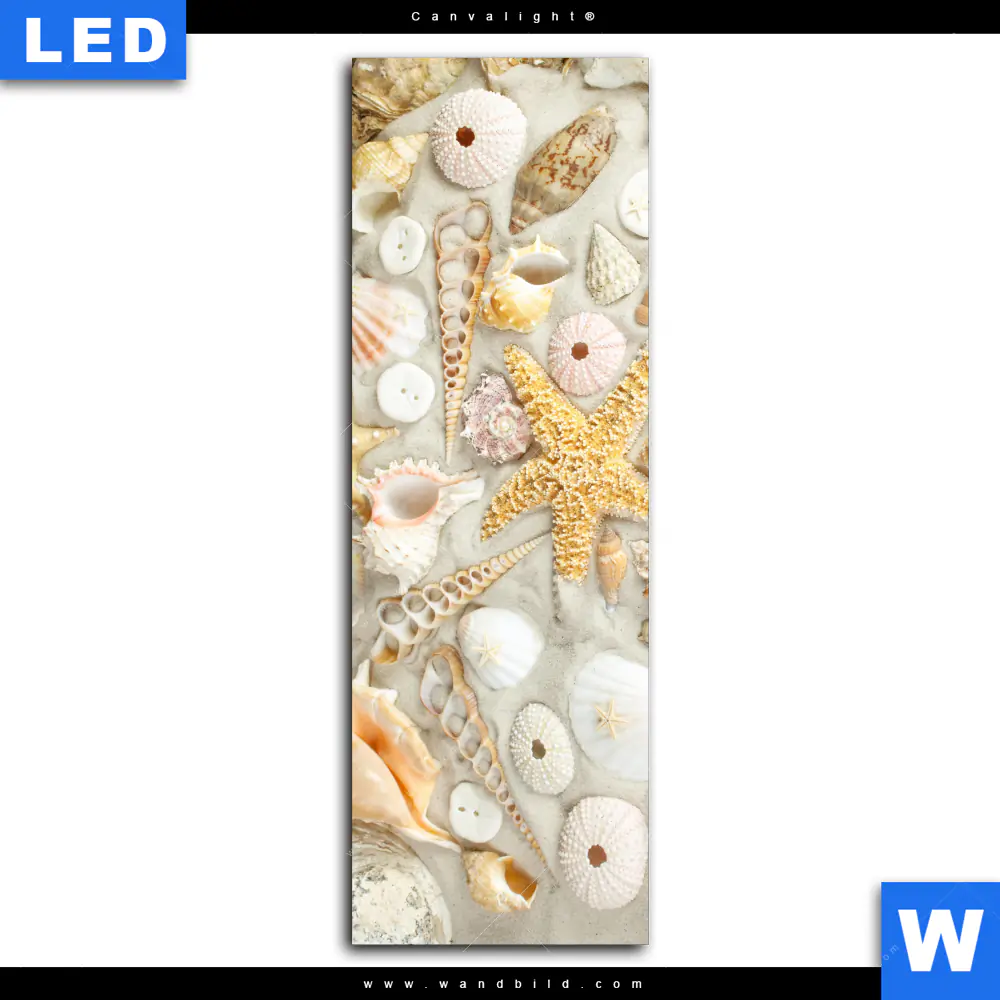 Canvalight® Leuchtbild | Muschel - Schätze des Meeres | Schmal - Image 2