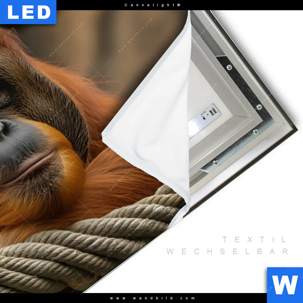 Canvalight® Leuchtbild | Orang-Utan mit sanftem Blick | Querformat - Image 3
