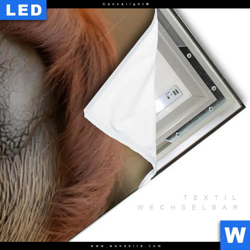 Canvalight® Leuchtbild | Orang-Utan mit sanftem Blick | Schmal - Image 3