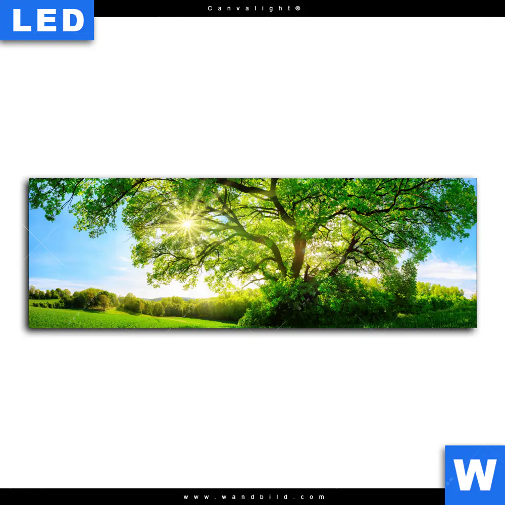 Canvalight® Leuchtbild | Sonnendurchfluteter Baum | Panorama - Image 2