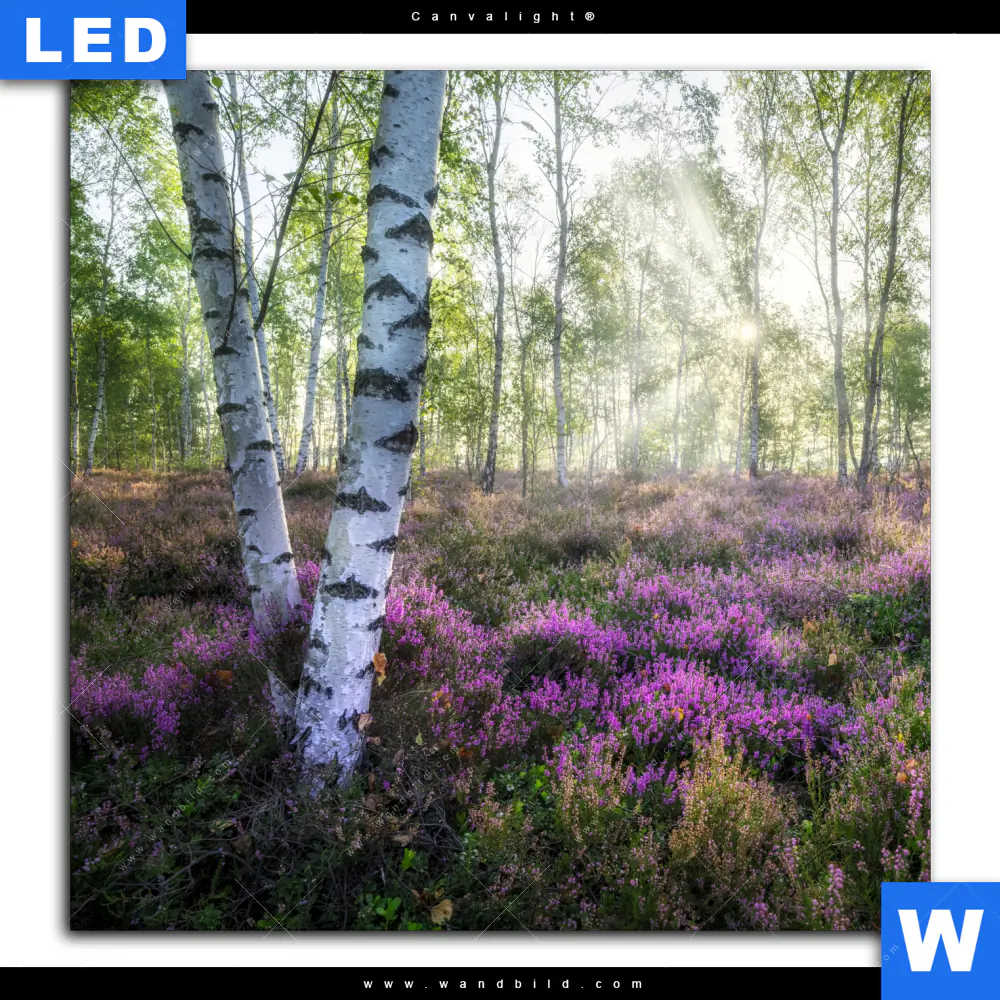 Canvalight® Leuchtbild | Wald mit Heideblumen | Quadrat - Image 2