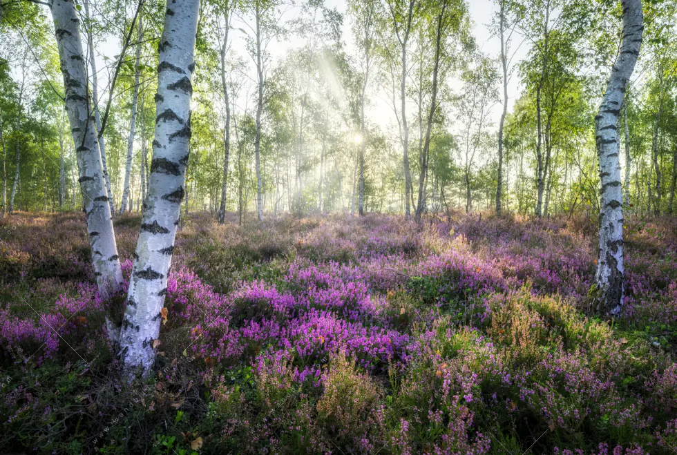 Canvalight® Leuchtbild | Wald mit Heideblumen | Quadrat - Image 5