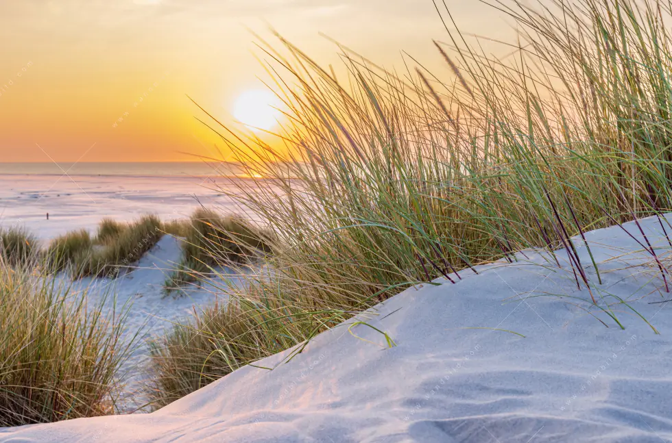 Poster | Goldenes Licht über Sanddünen | Hochformat - Image 5