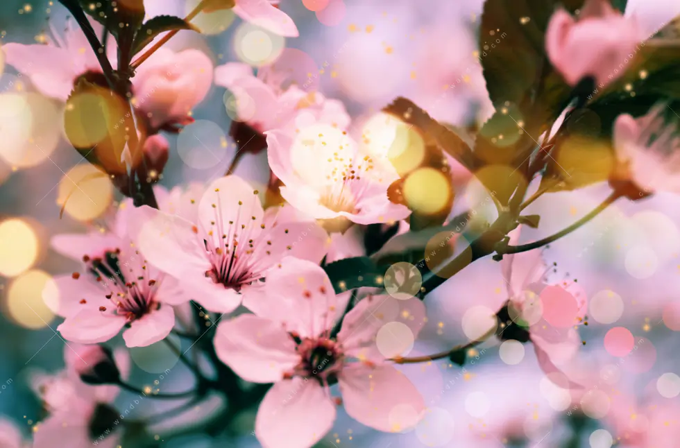 Poster | Kirschblüten im Frühlingslicht | Panorama - Image 5