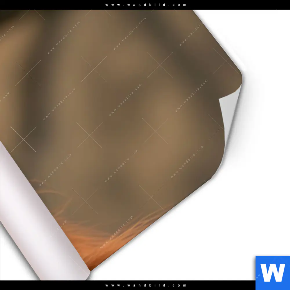 Poster | Orang-Utan mit sanftem Blick | Panorama - Image 3