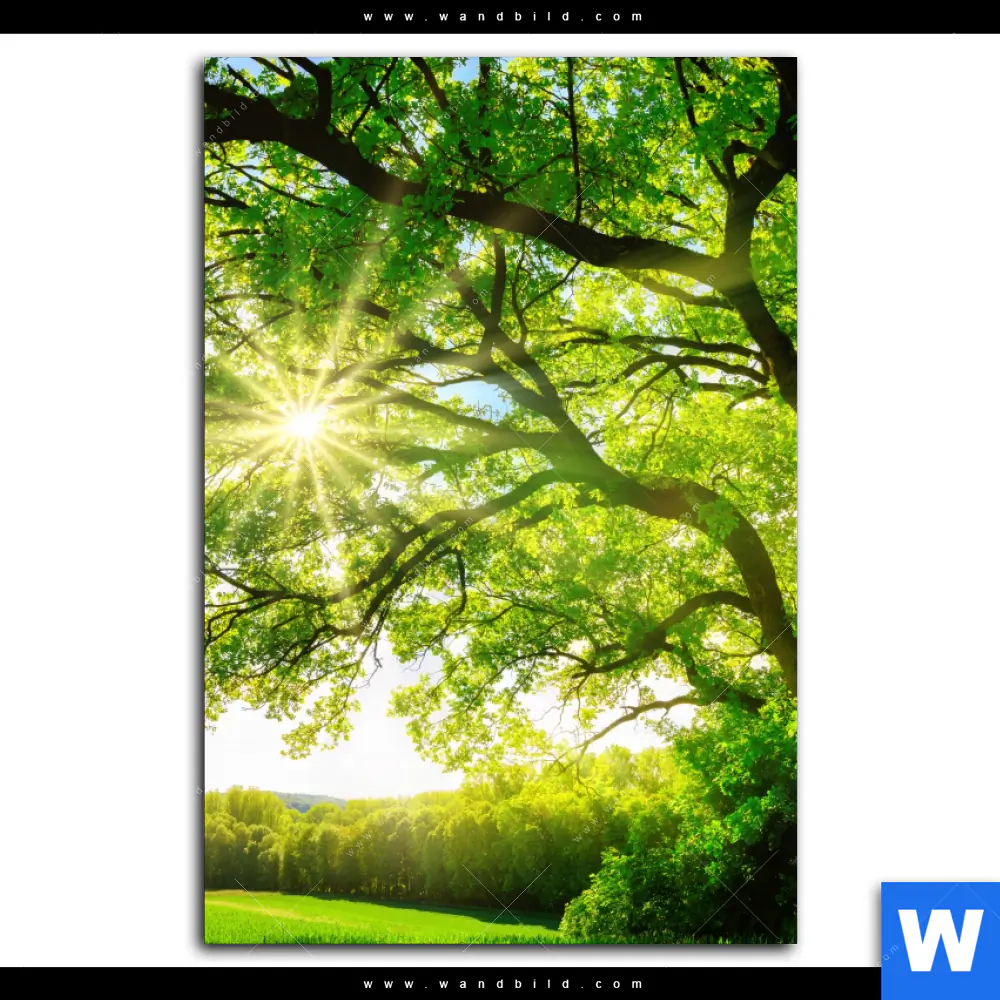 Poster | Sonnendurchfluteter Baum | Hochformat - Image 2
