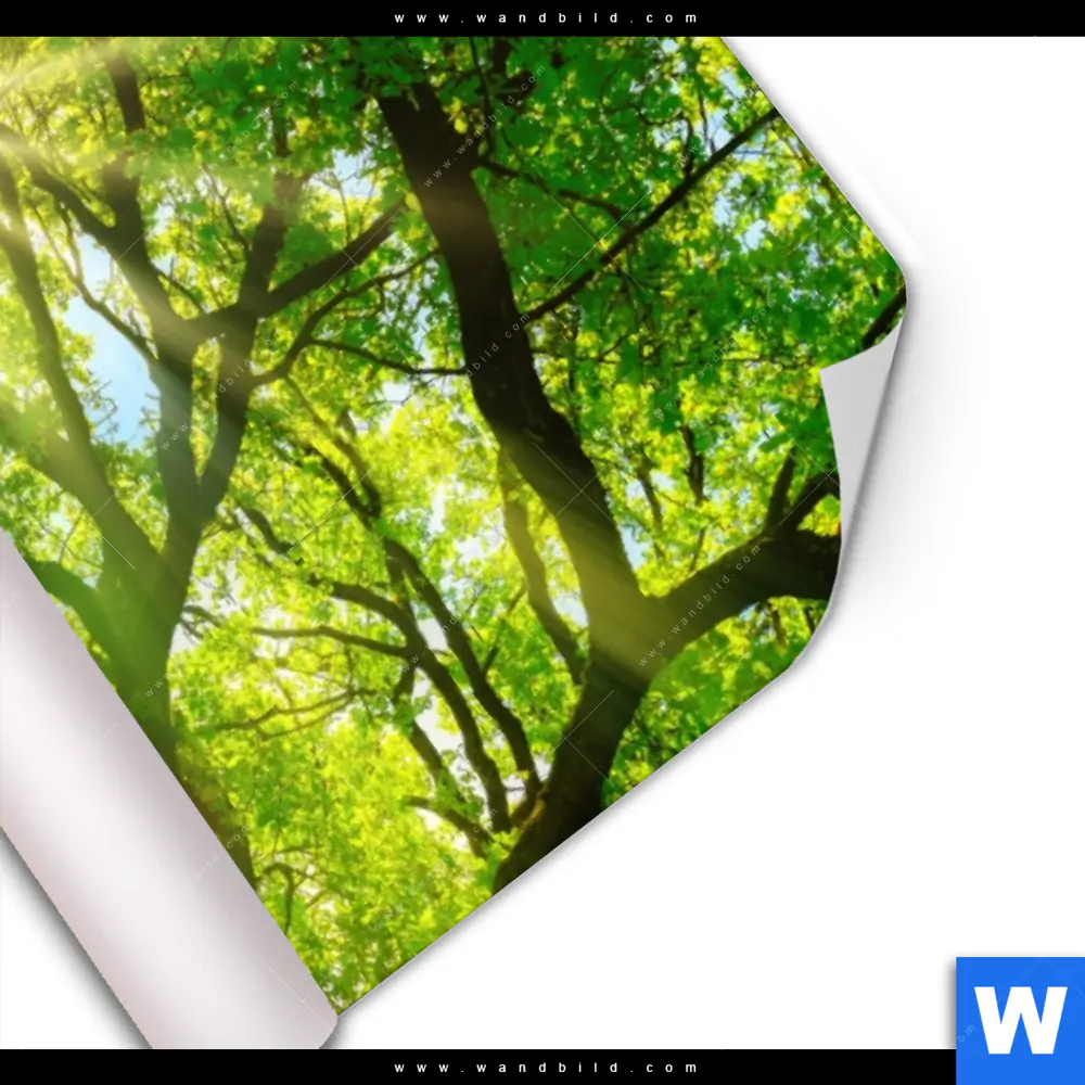 Poster | Sonnendurchfluteter Baum | Hochformat - Image 3