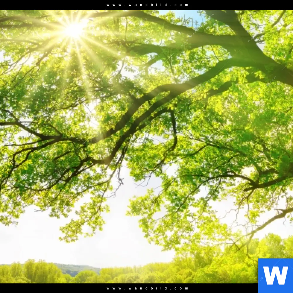 Poster | Sonnendurchfluteter Baum | Hochformat - Image 4