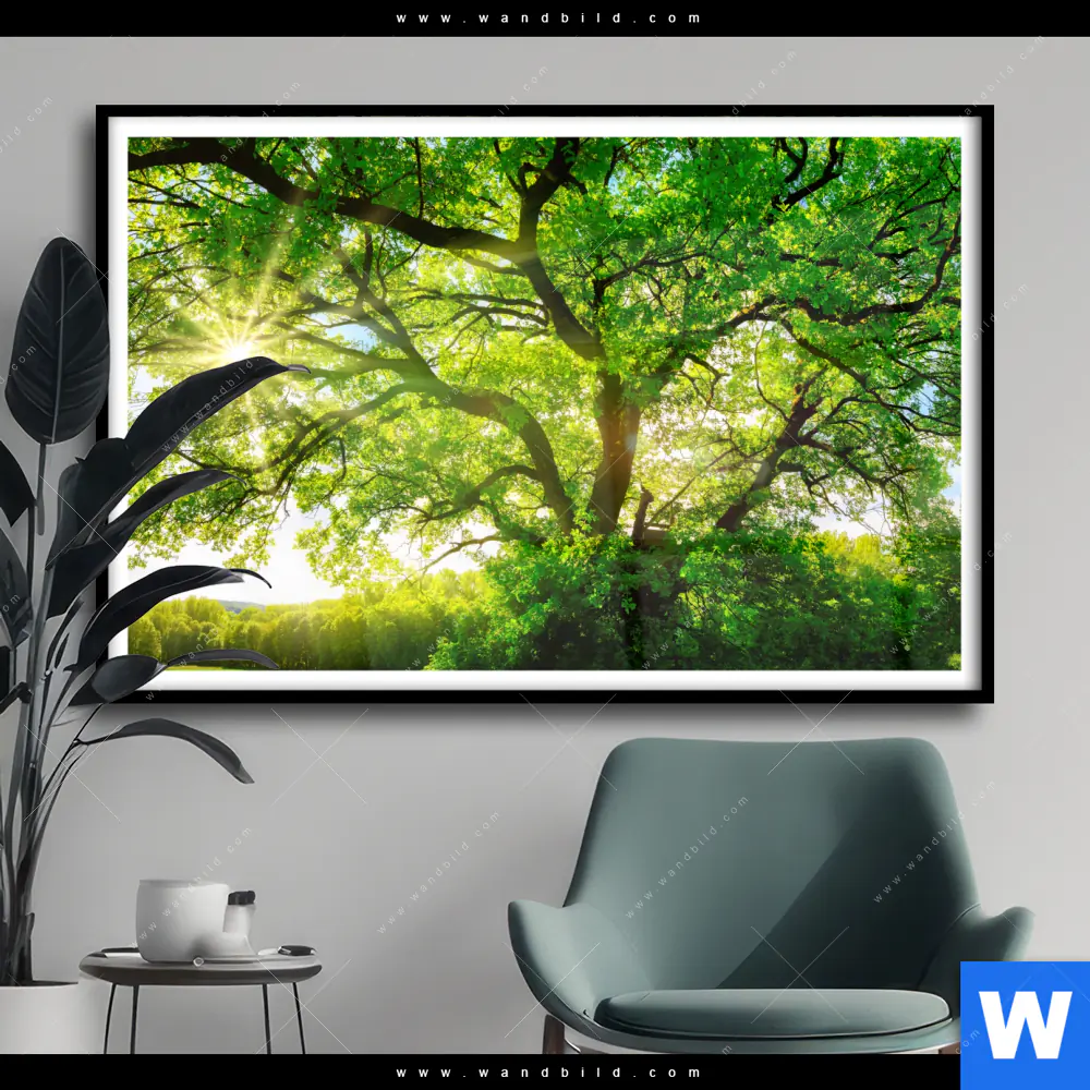 Poster | Sonnendurchfluteter Baum | Querformat
