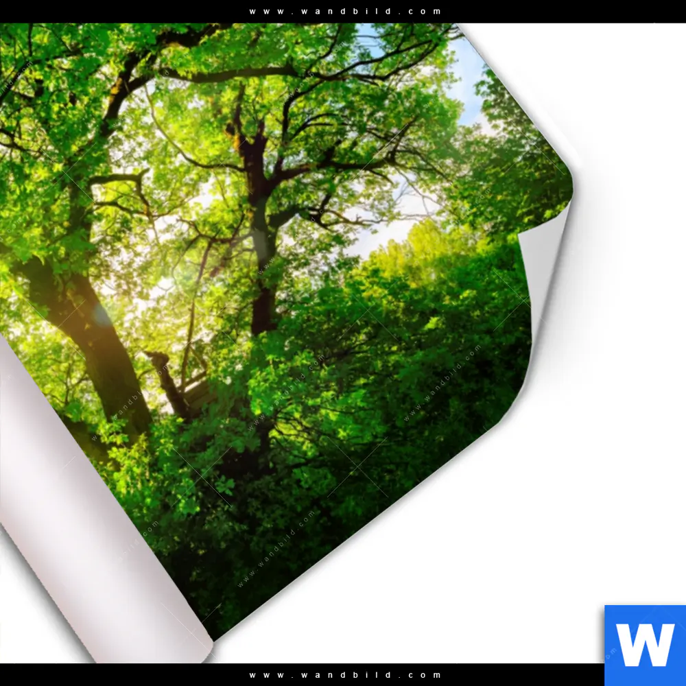 Poster | Sonnendurchfluteter Baum | Querformat - Image 3