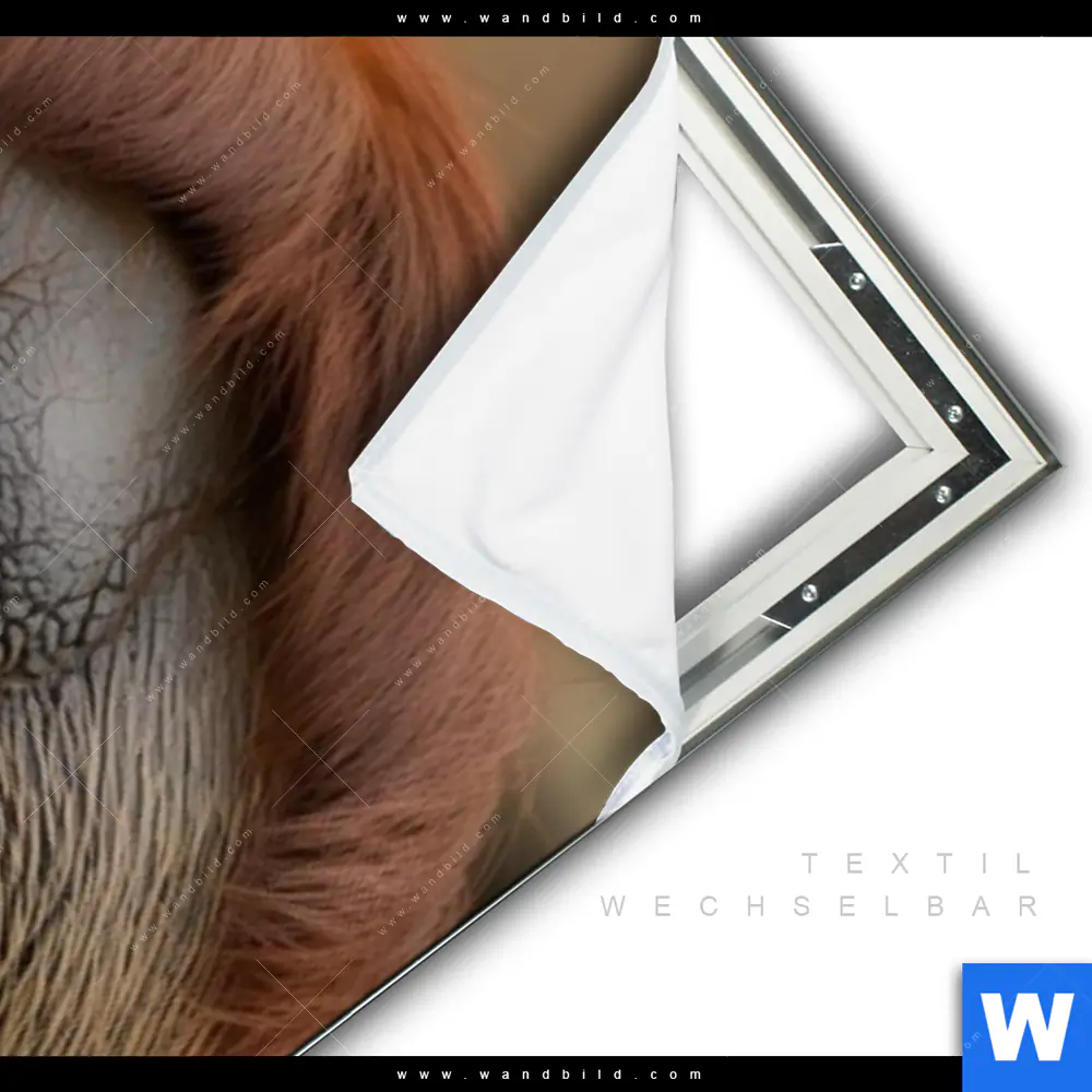 Spannbild | Orang-Utan mit sanftem Blick | Schmal - Image 3