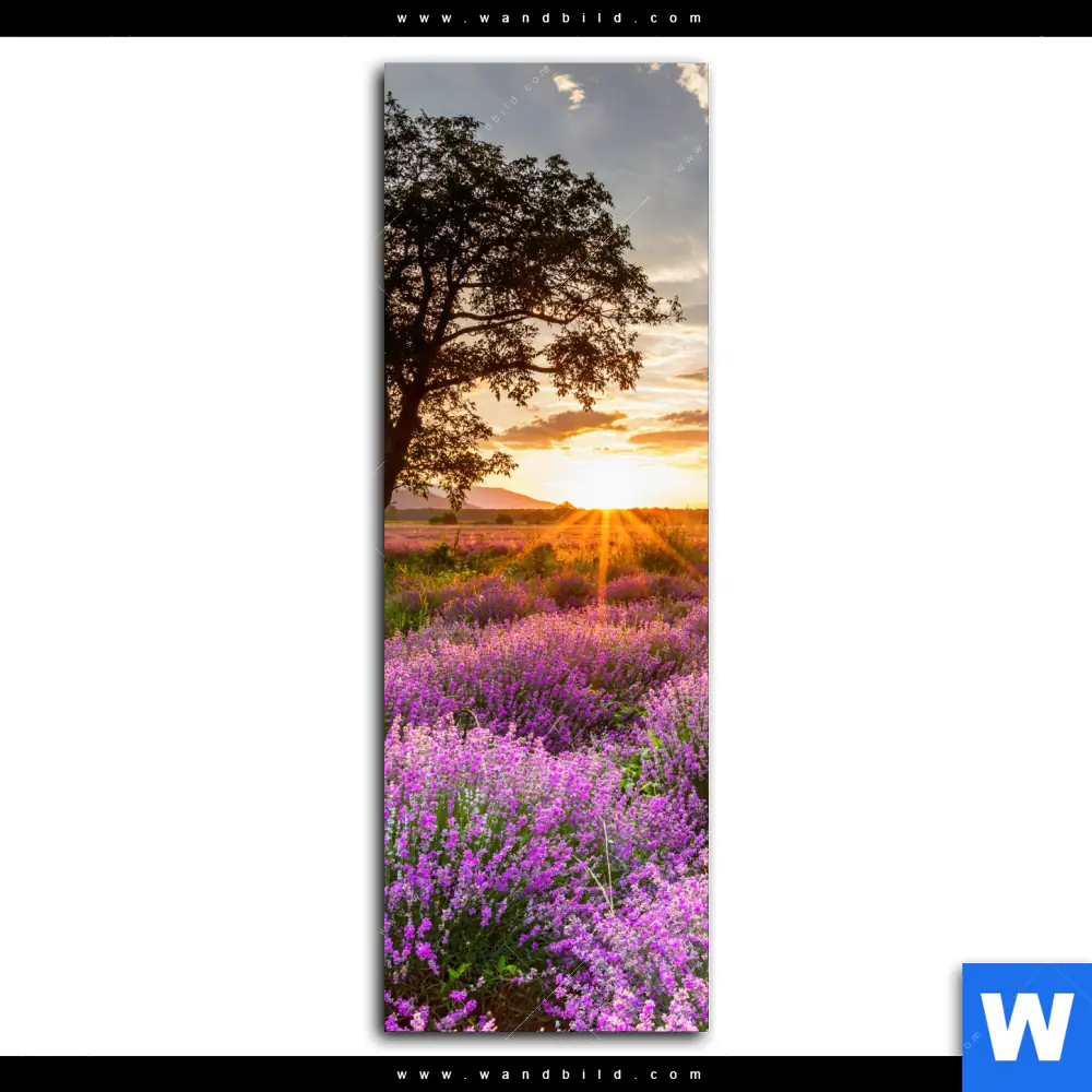 Spannbild | Sonnenaufgang im Lavendelfeld | Schmal - Image 2