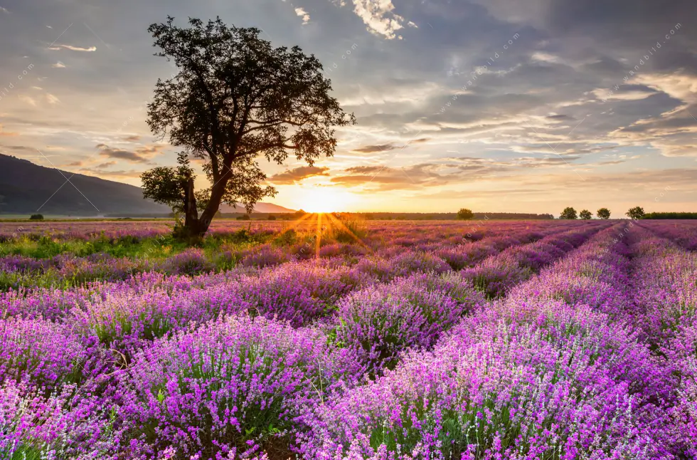 Spannbild | Sonnenaufgang im Lavendelfeld | Schmal - Image 5