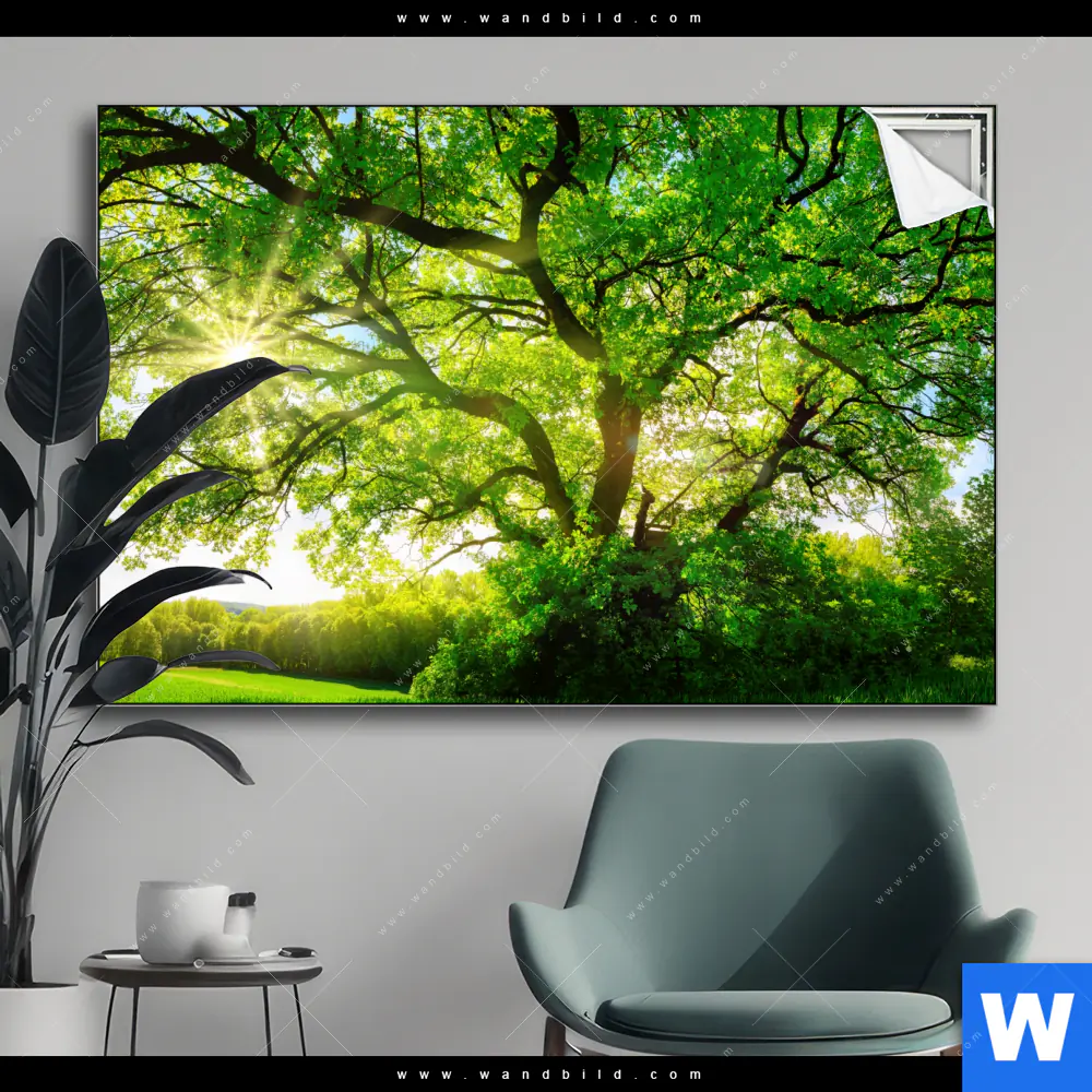 Spannbild | Sonnendurchfluteter Baum | Querformat