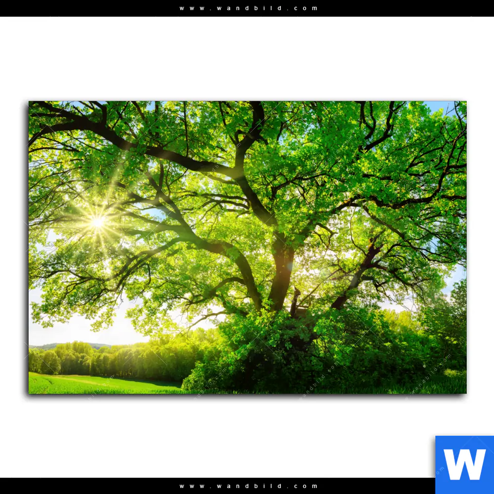 Spannbild | Sonnendurchfluteter Baum | Querformat - Image 2