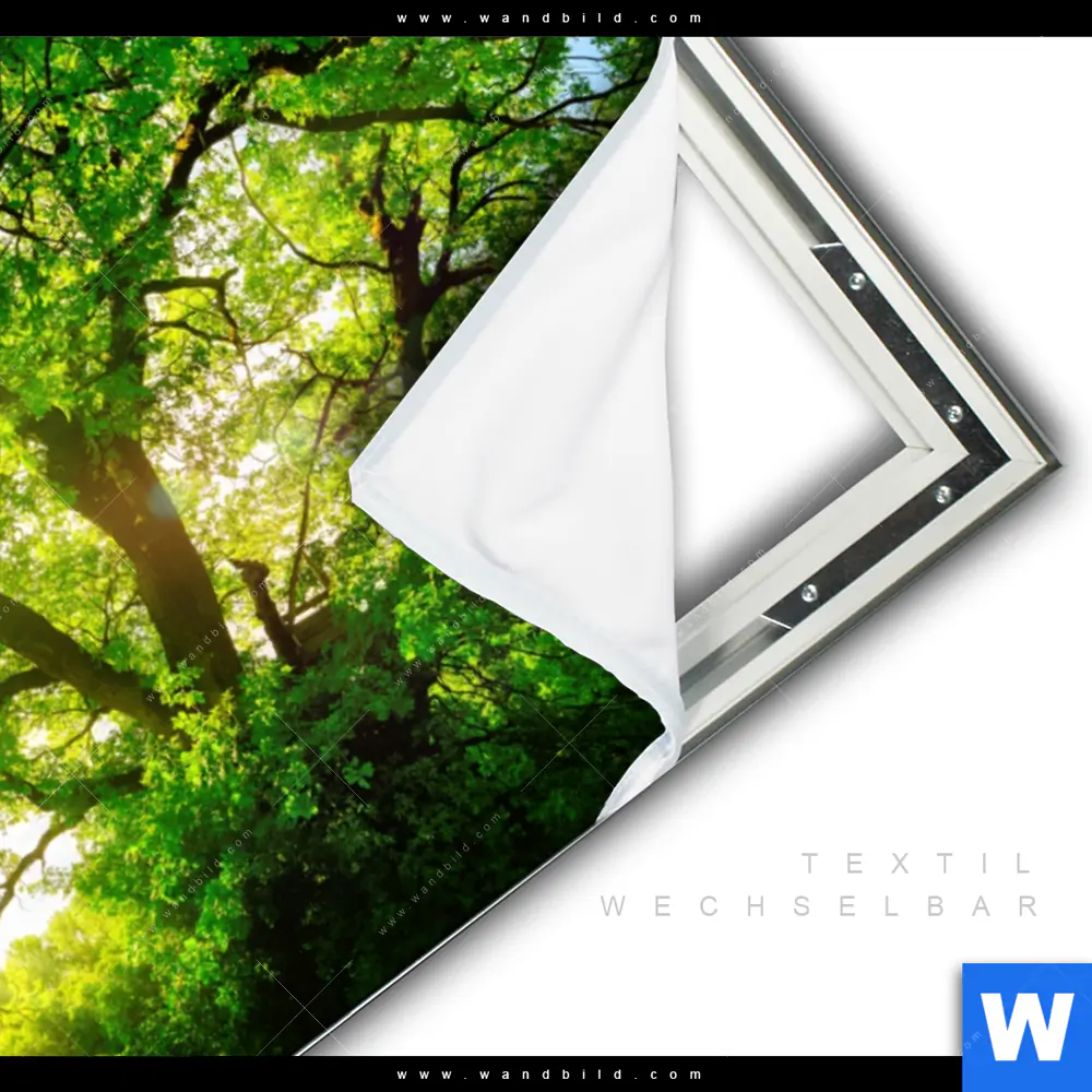 Spannbild | Sonnendurchfluteter Baum | Querformat - Image 3