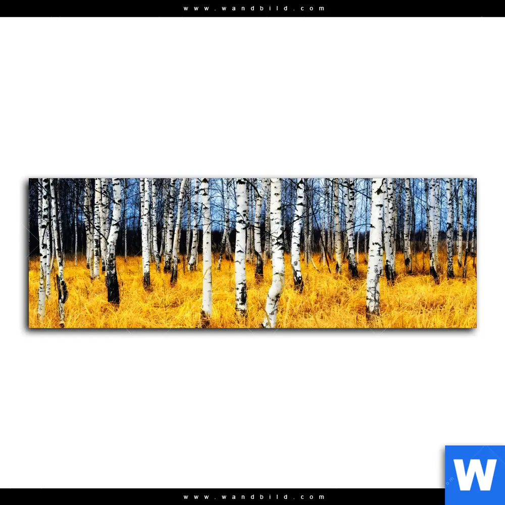Spannbild | Wald mit Birkenbäumen | Panorama - Image 2
