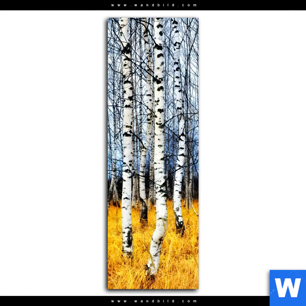 Spannbild | Wald mit Birkenbäumen | Schmal - Image 2