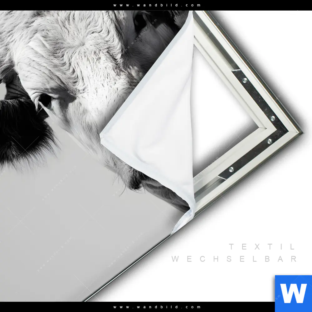Spannbild | Weisser Bulle | Quadrat - Image 3
