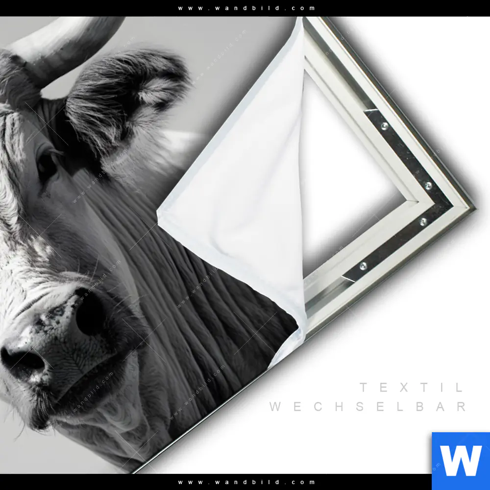 Spannbild | Weisser Bulle | Querformat - Image 3