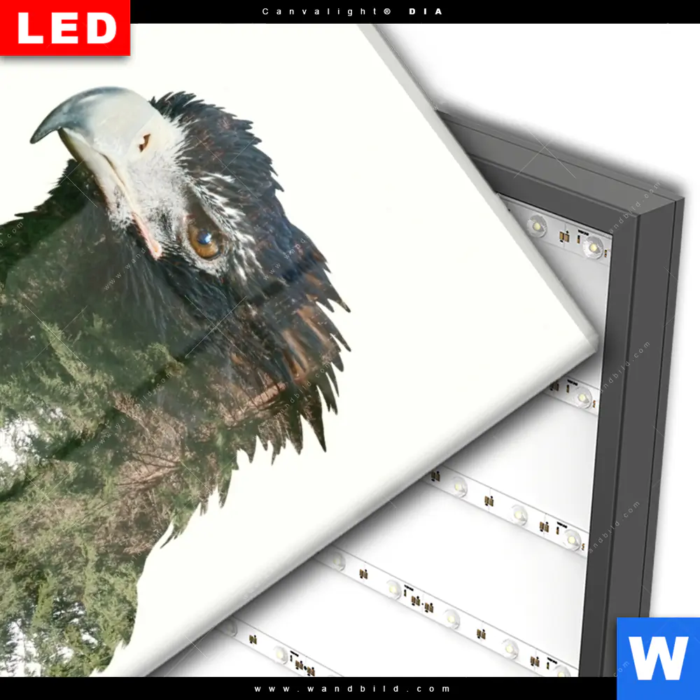 Wechselmotiv Acrylglas Canvalight® DIA | Adler & Wald | Hochformat - Image 3