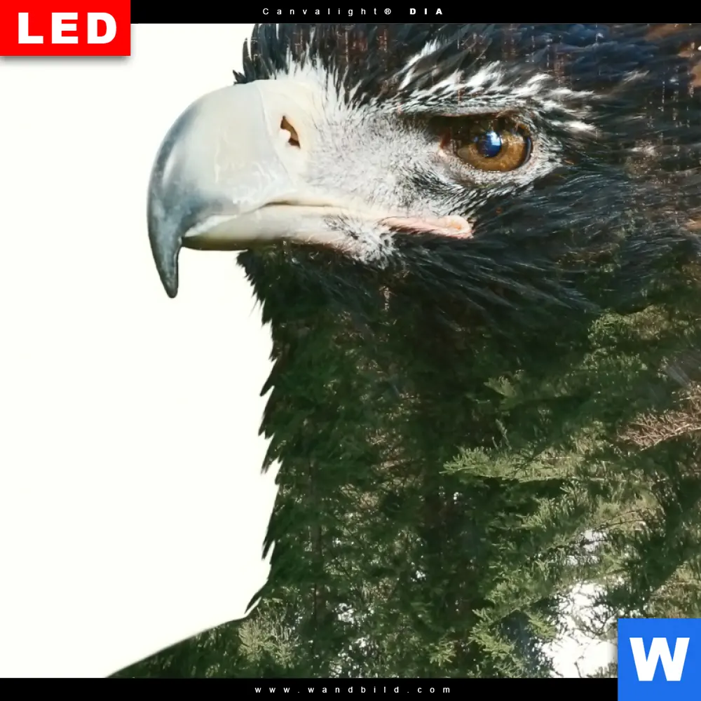 Wechselmotiv Acrylglas Canvalight® DIA | Adler & Wald | Hochformat - Image 4