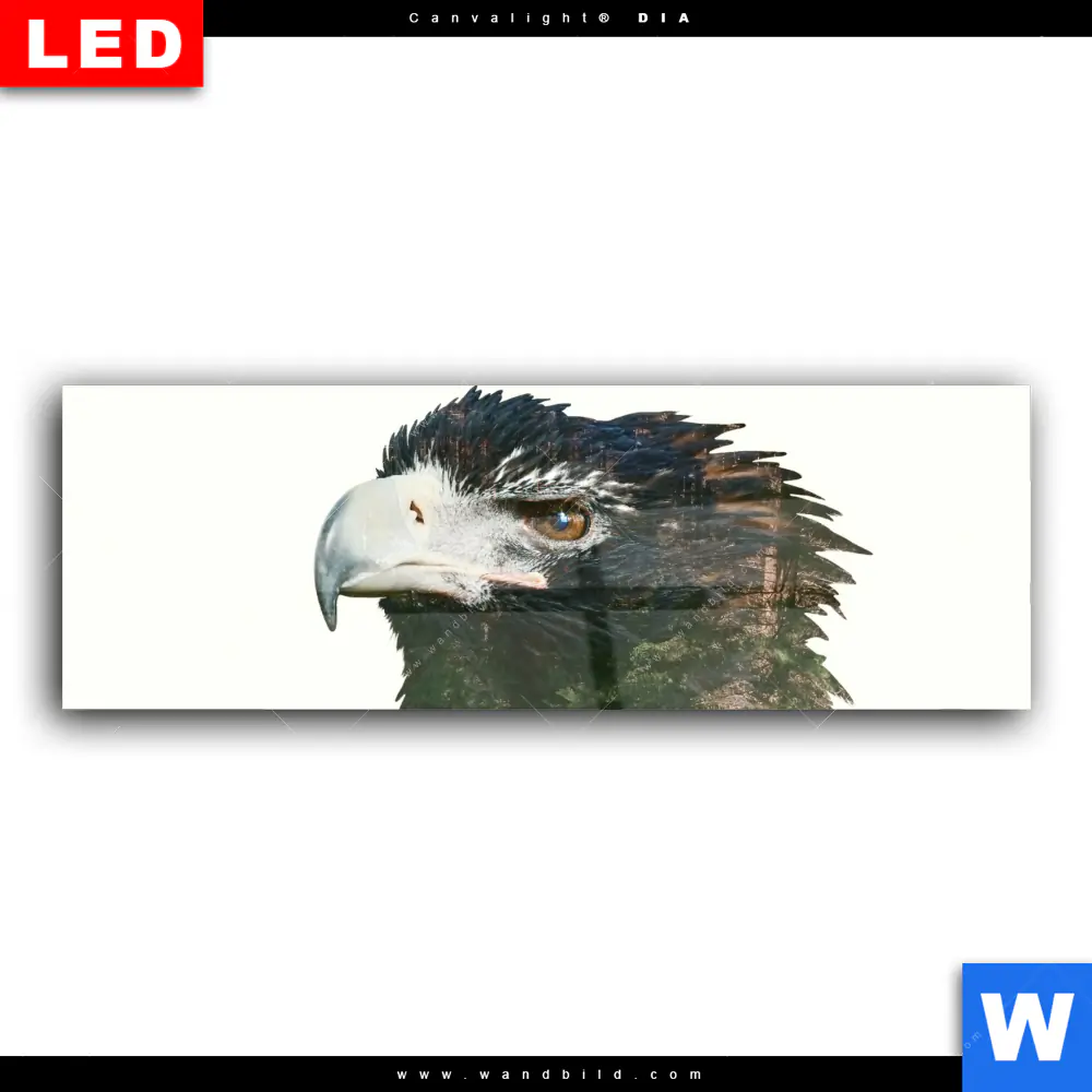 Wechselmotiv Acrylglas Canvalight® DIA | Adler & Wald | Panorama - Image 2