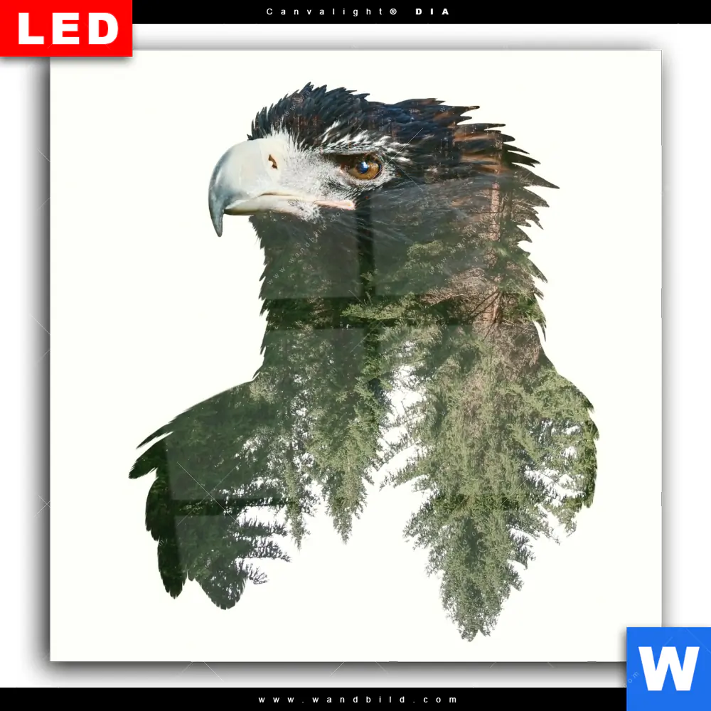 Wechselmotiv Acrylglas Canvalight® DIA | Adler & Wald | Quadrat - Image 2