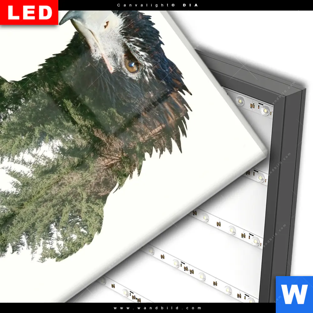 Wechselmotiv Acrylglas Canvalight® DIA | Adler & Wald | Quadrat - Image 3