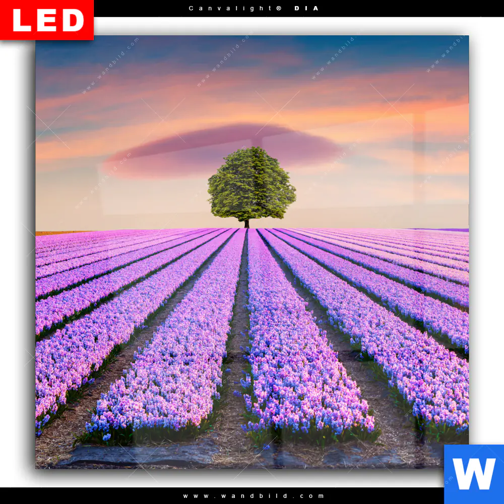 Wechselmotiv Acrylglas Canvalight® DIA | Baum im Blumenfeld | Quadrat - Image 2