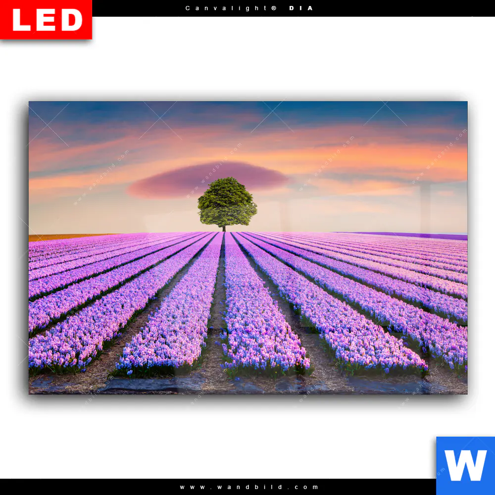 Wechselmotiv Acrylglas Canvalight® DIA | Baum im Blumenfeld | Querformat - Image 2