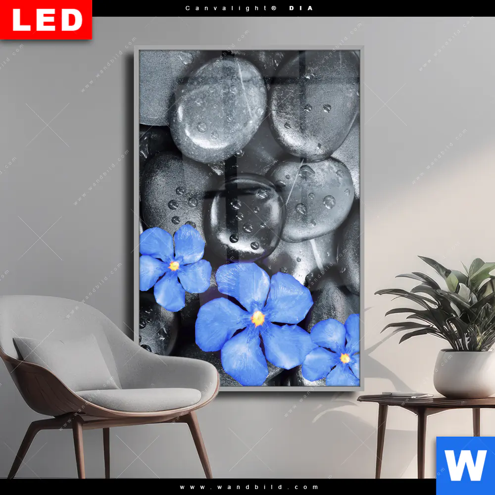 Wechselmotiv Acrylglas Canvalight® DIA | Blaue Blume & Graue Steine | Hochformat