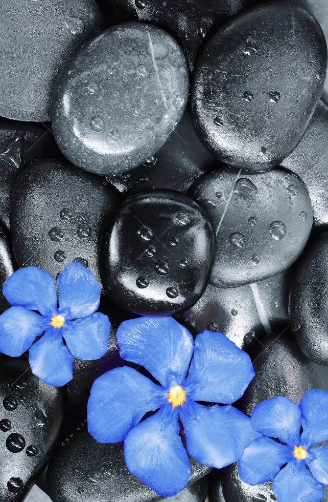 Wechselmotiv Acrylglas Canvalight® DIA | Blaue Blume & Graue Steine | Hochformat - Image 5