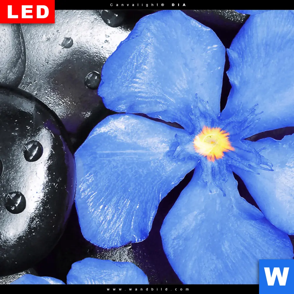 Wechselmotiv Acrylglas Canvalight® DIA | Blaue Blume & Graue Steine | Panorama - Image 4