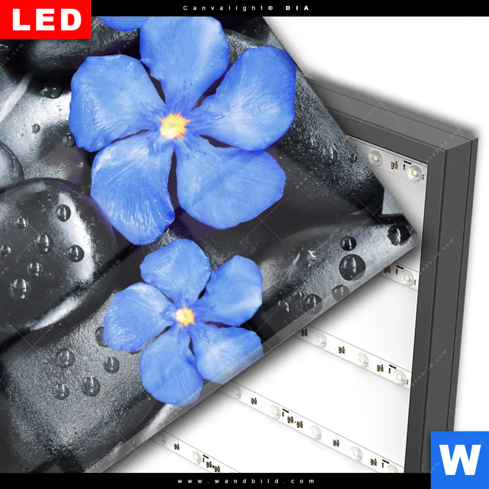 Wechselmotiv Acrylglas Canvalight® DIA | Blaue Blume & Graue Steine | Querformat - Image 3