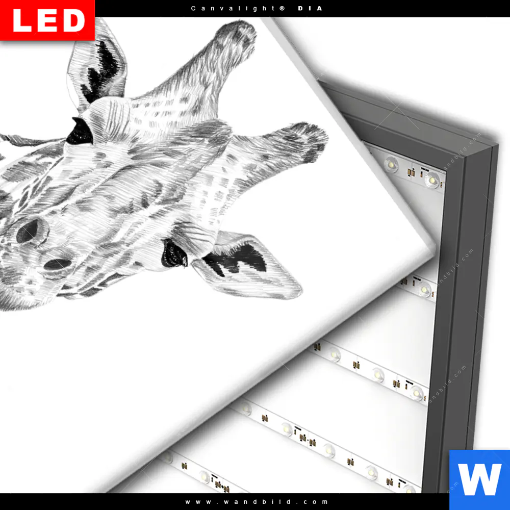 Wechselmotiv Acrylglas Canvalight® DIA | Bleistiftzeichnung Giraffe | Quadrat - Image 3