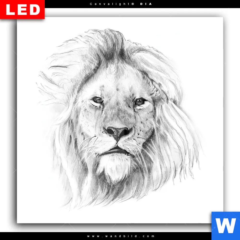 Wechselmotiv Acrylglas Canvalight® DIA | Bleistiftzeichnung Löwe | Quadrat - Image 2