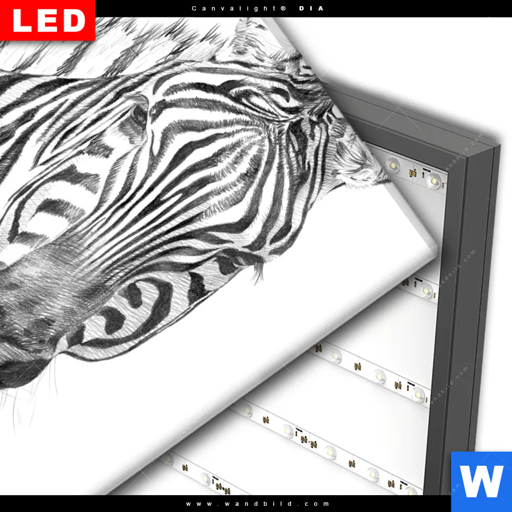 Wechselmotiv Acrylglas Canvalight® DIA | Bleistiftzeichnung Zebra | Quadrat - Image 3