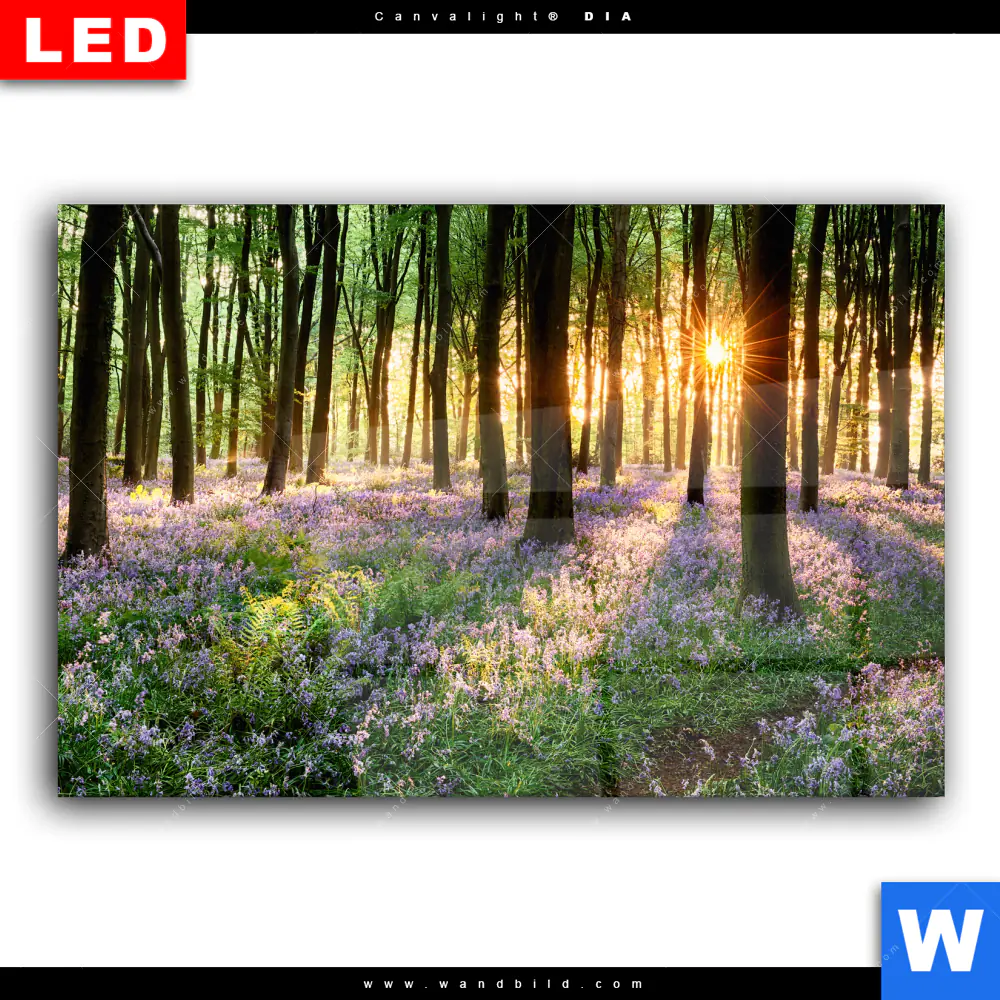 Wechselmotiv Acrylglas Canvalight® DIA | Blühender Wald bei Sonnenaufgang | Querformat - Image 2