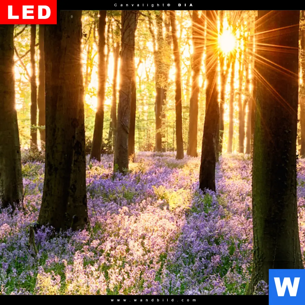 Wechselmotiv Acrylglas Canvalight® DIA | Blühender Wald bei Sonnenaufgang | Querformat - Image 4