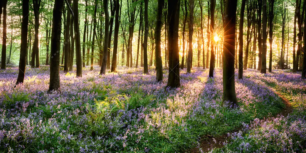 Wechselmotiv Acrylglas Canvalight® DIA | Blühender Wald bei Sonnenaufgang | Querformat - Image 5