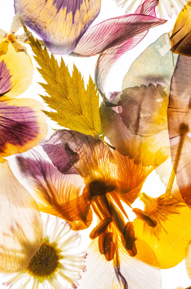 Wechselmotiv Acrylglas Canvalight® DIA | Blumen Collage No.1 | Schmal - Image 5