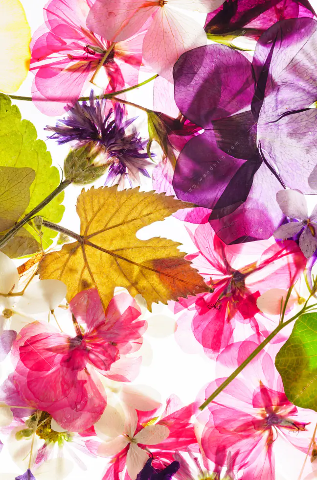Wechselmotiv Acrylglas Canvalight® DIA | Blumen Collage No.2 | Schmal - Image 5