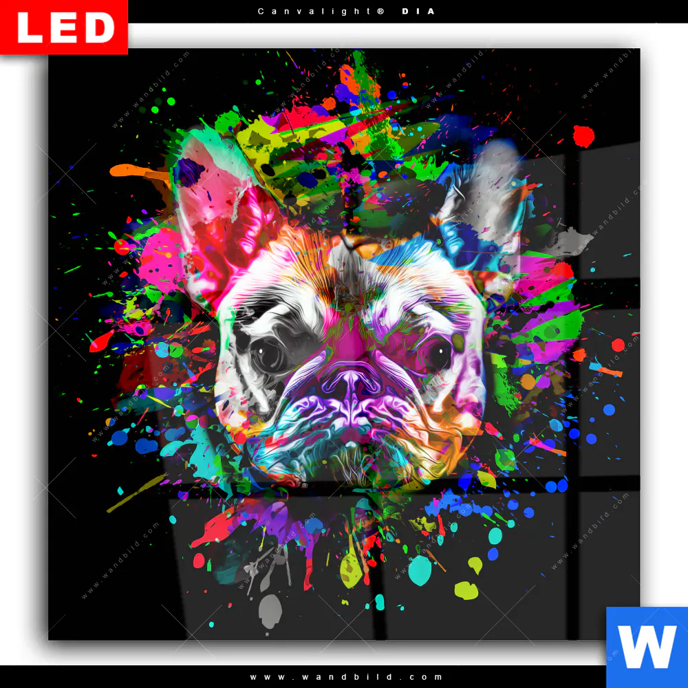 Wechselmotiv Acrylglas Canvalight® DIA | Bunte Bulldogge Schwarz | Quadrat - Image 2