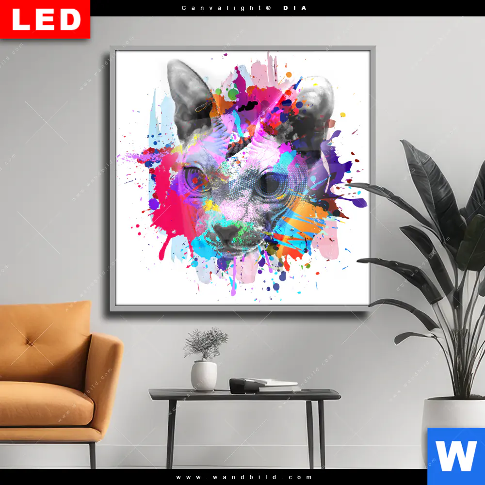 Wechselmotiv Acrylglas Canvalight® DIA | Bunte Sphynx Weiß | Quadrat