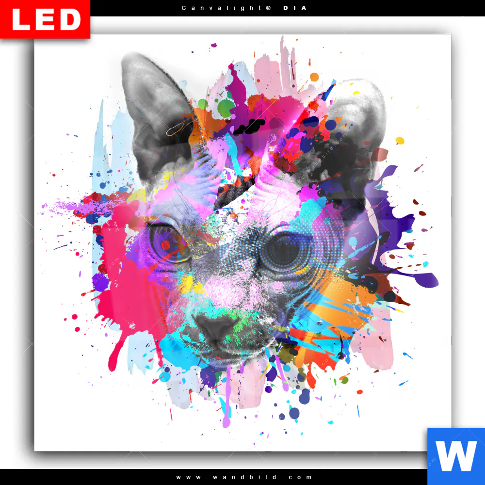 Wechselmotiv Acrylglas Canvalight® DIA | Bunte Sphynx Weiß | Quadrat - Image 2
