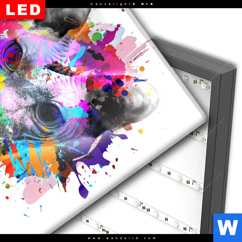 Wechselmotiv Acrylglas Canvalight® DIA | Bunte Sphynx Weiß | Quadrat - Image 3