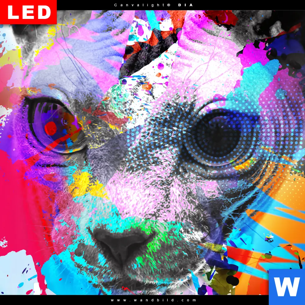 Wechselmotiv Acrylglas Canvalight® DIA | Bunte Sphynx Weiß | Quadrat - Image 4