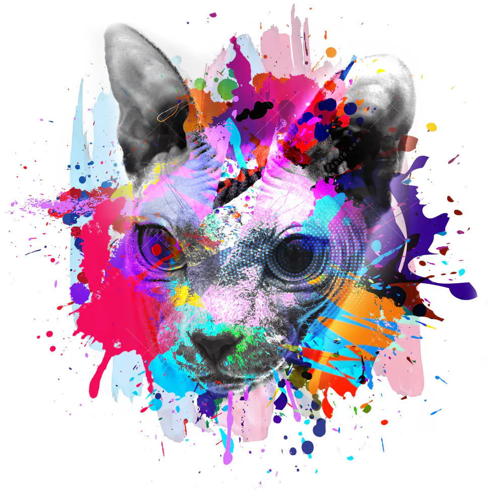 Wechselmotiv Acrylglas Canvalight® DIA | Bunte Sphynx Weiß | Quadrat - Image 5
