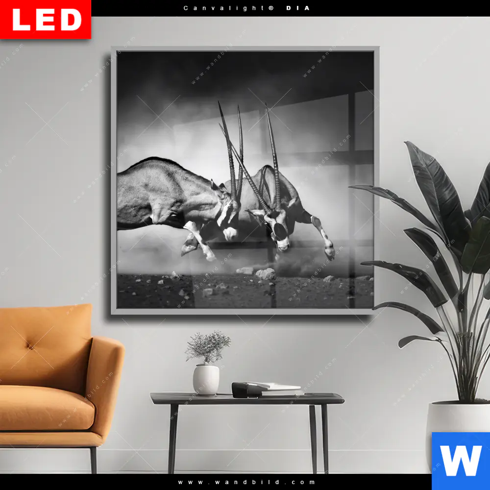 Wechselmotiv Acrylglas Canvalight® DIA | Das Duell | Quadrat
